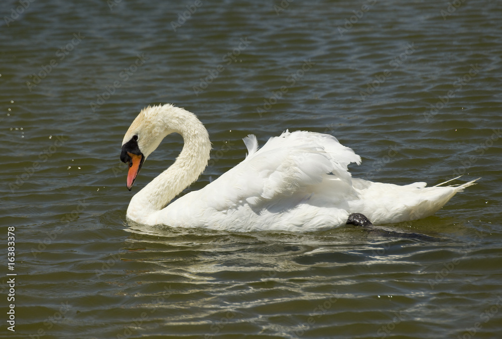 swan swan