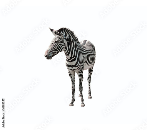 Zebra - Freigestellt