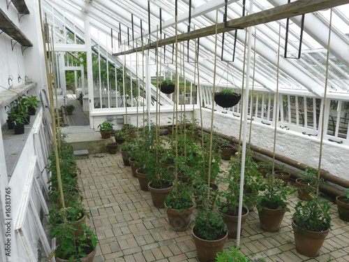 Slika na platnu Traditional greenhouse or hothouse interior with tomato plants
