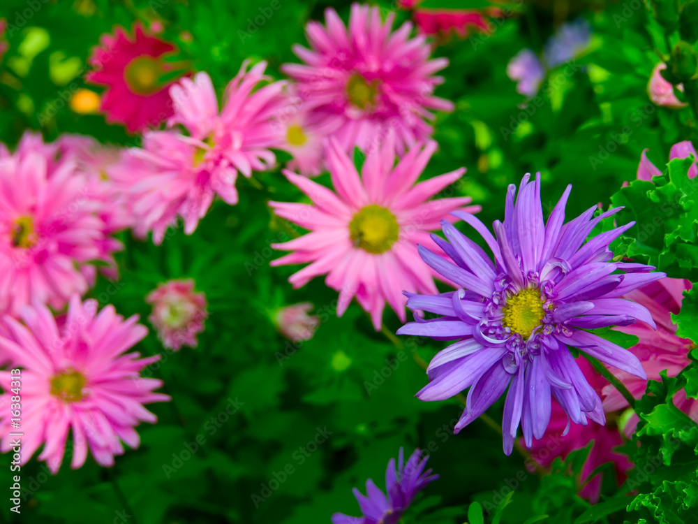 Aster flowers in a garden Aster flowers in a garden