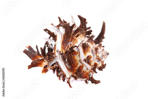 Sea cockleshells
