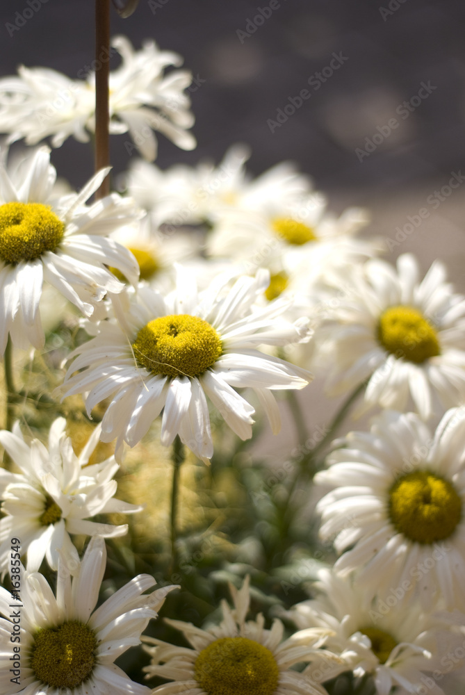 Fototapeta premium Daisys