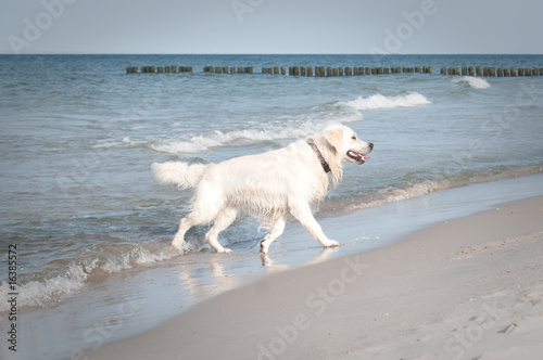 After beach running dog