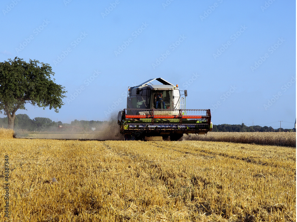 Obraz premium mähdrescher