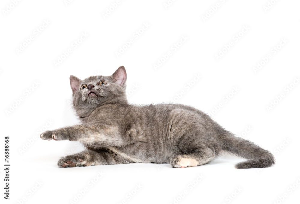 cute gray kitten laying down
