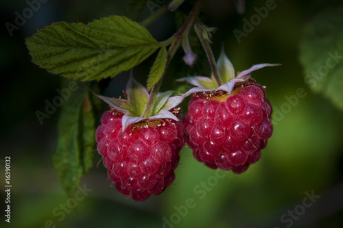 Juicy raspberry bush