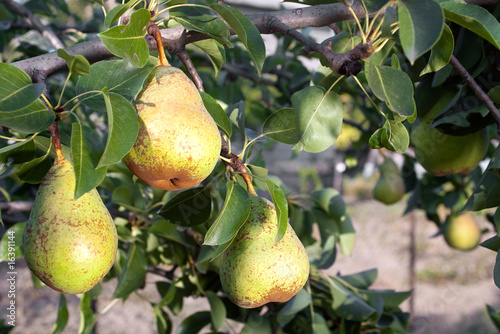 ripe pears growing on the pear-tree branch with selective focus