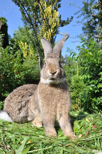 Hase