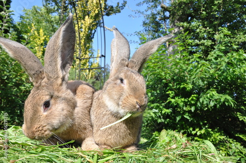 Guten Appetit, Kaninchen !