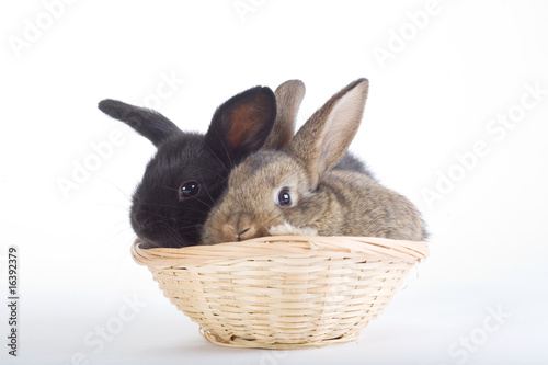 two cute rabbits in the basket, isolated on white