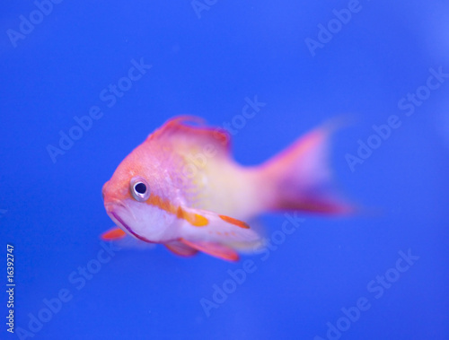 marine aquarium fish tank © Studio Trebuchet