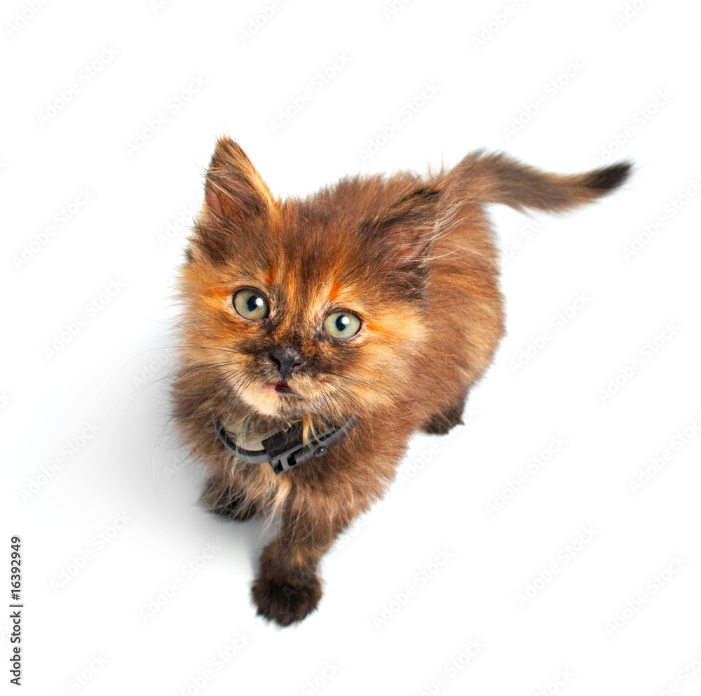 Obraz premium cat