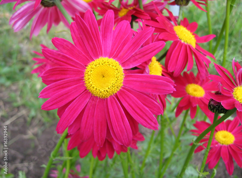 pink flowers