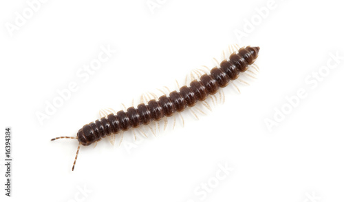 Fényképezés top view of a millipede