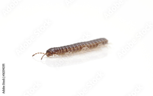 millipede isolated against white background