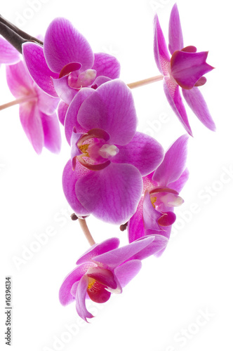 orchid