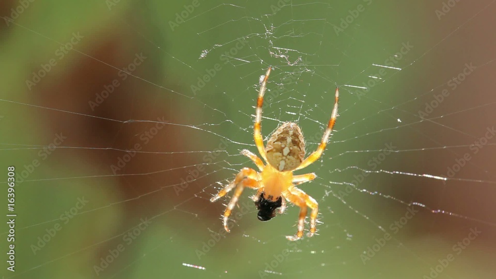 Close up of spider eating in web