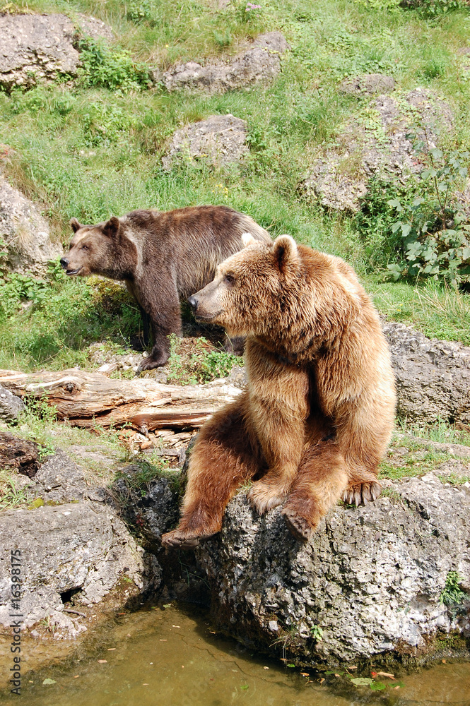 Fototapeta premium Brown bears 4