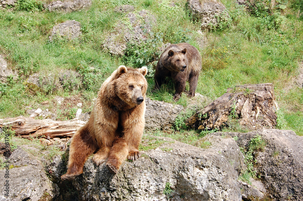 Fototapeta premium Brown bears 3
