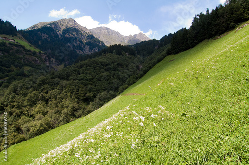 Alpenwiese in Südtirol photo