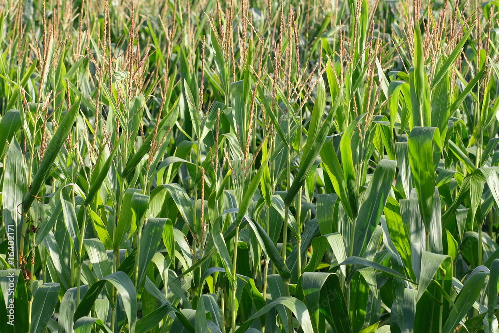 Obraz premium corn field