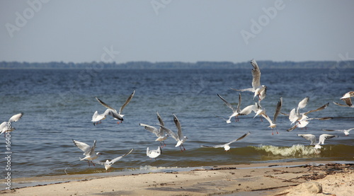 Obraz na plátně flight of gulls on a background a natural background