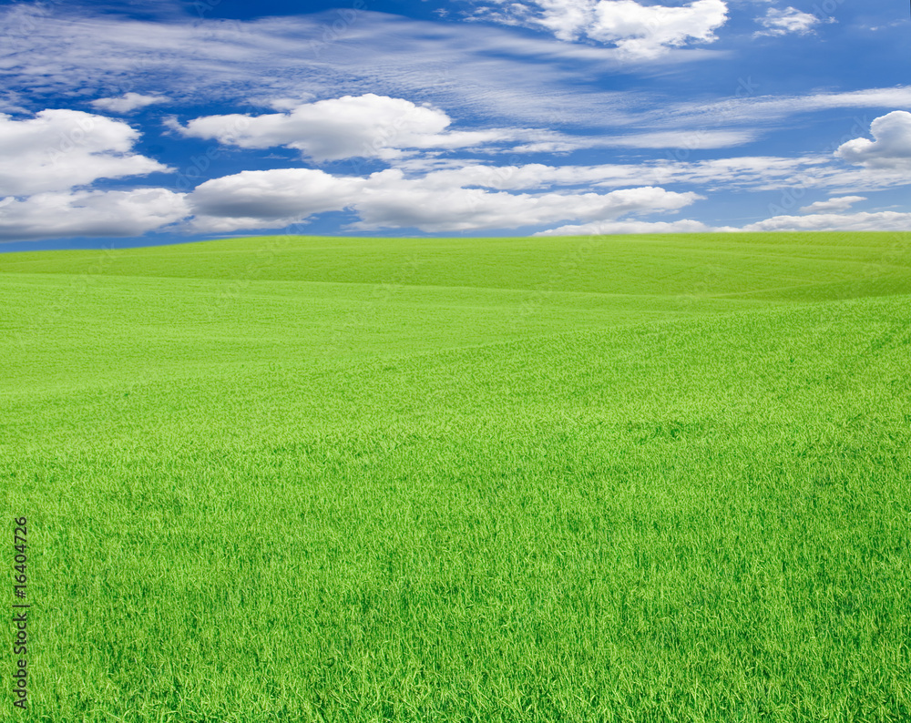 Obraz premium meadow