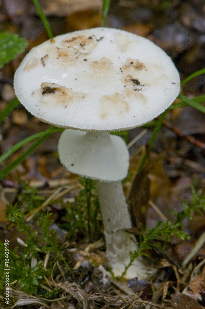 Amanite citrine, forme blanche. (Amanita citrina, f. alba) Amanite citrine, forme blanche. (Amanita citrina, f. alba)