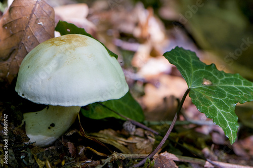 Tricholome jaunissant (Tricholoma sulfurescens) photo