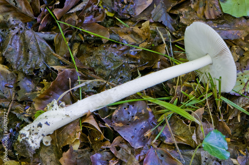 Amanite vaginée, forme blanche (Amanita vaginata, var. alba) photo