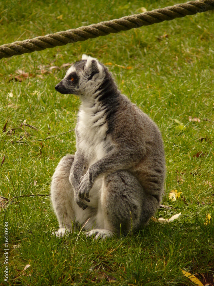 Fototapeta premium Lémurien