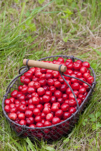 cherries in basket