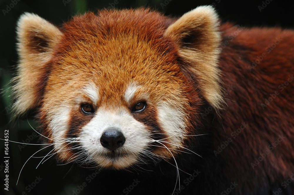 Naklejka premium endangered red panda close up