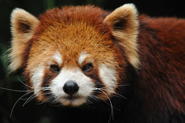 Fotobehang Panda Bedreigde rode panda van dichtbij  © beltsazar