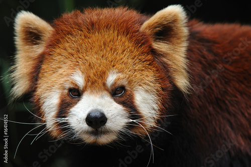endangered red panda close up