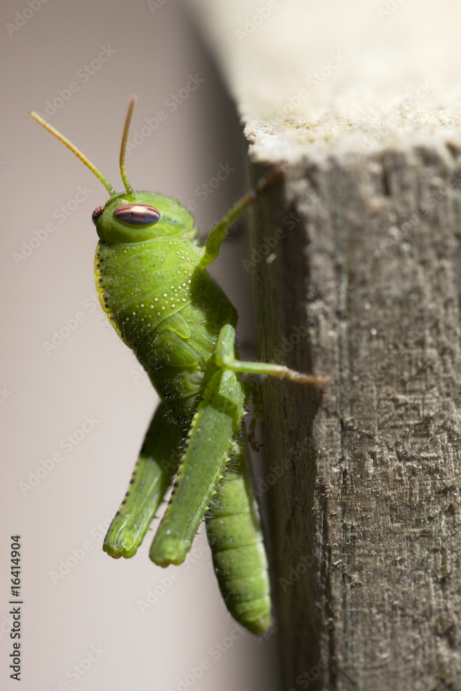 Fototapeta premium criquet vert