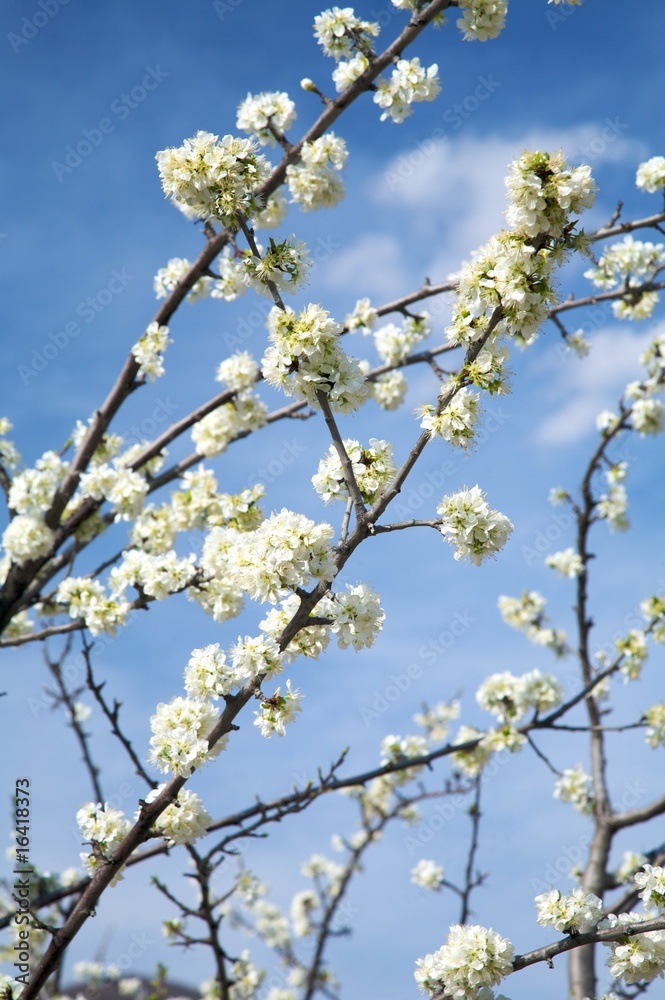 detail of white almond tree flowers