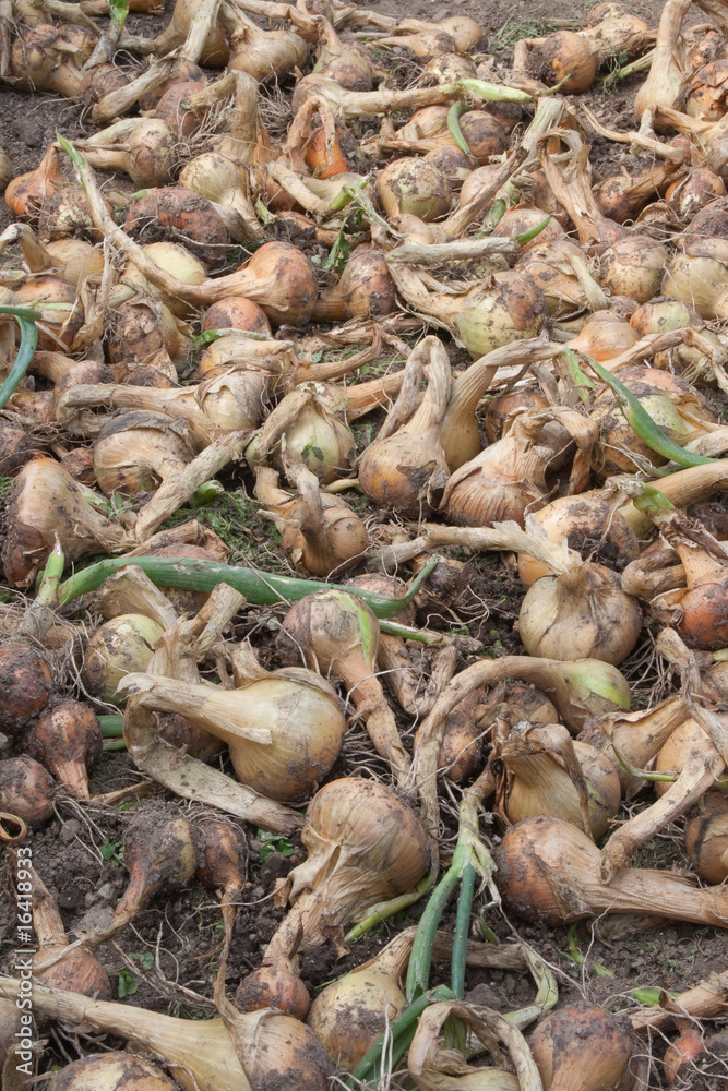Onion harvest. Home grown, organic. Onion harvest. Home grown, organic.