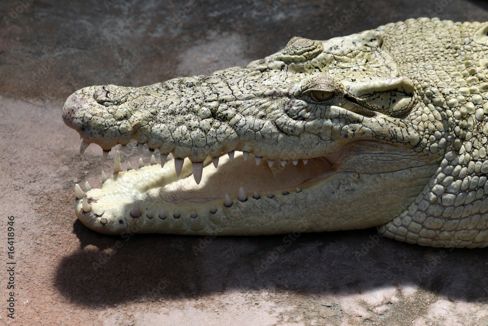 Fototapeta premium Australian Saltwater Crocodile