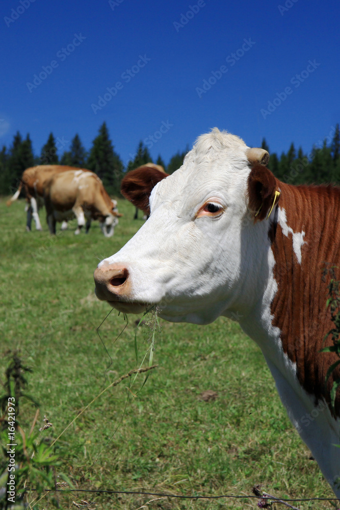 Czech Republic - Bohemian Forest - cattle out at grass Czech Republic - Bohemian Forest - cattle out at grass