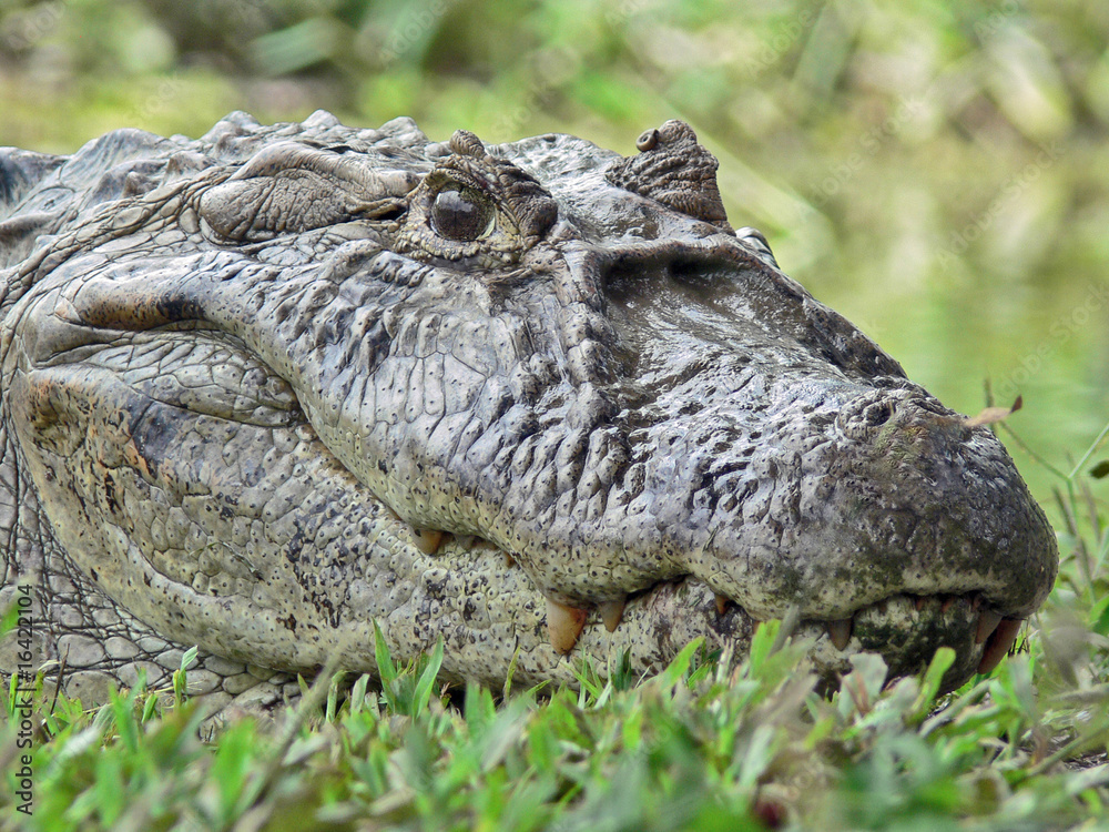 Obraz premium Alligator Closeup