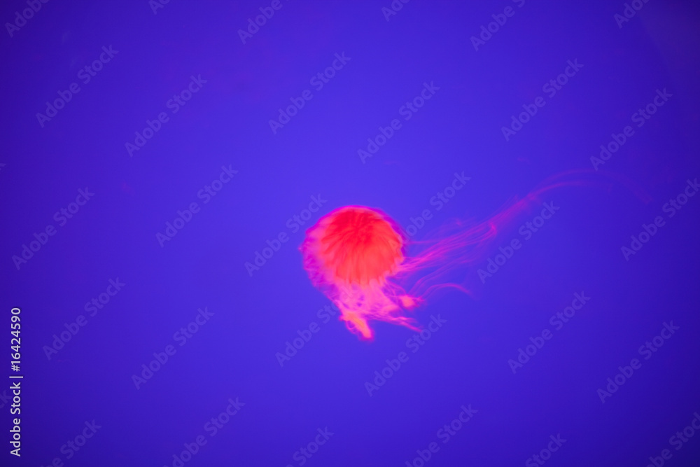Fototapeta premium jellyfish