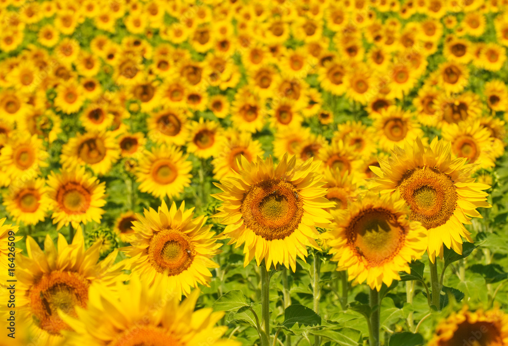 Sunflower field, Provence, France, shallow focus Sunflower field, Provence, France, shallow focus