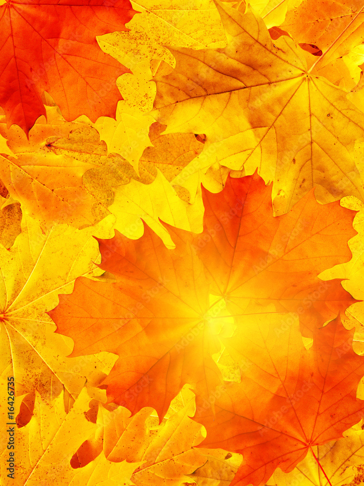 Fototapeta premium Leaves autumn in wood