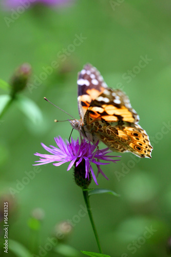 Cynthya cardui - Painted Lady photo