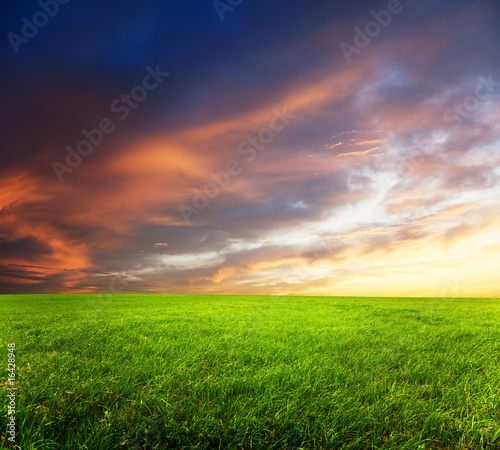 field of grass and sunset