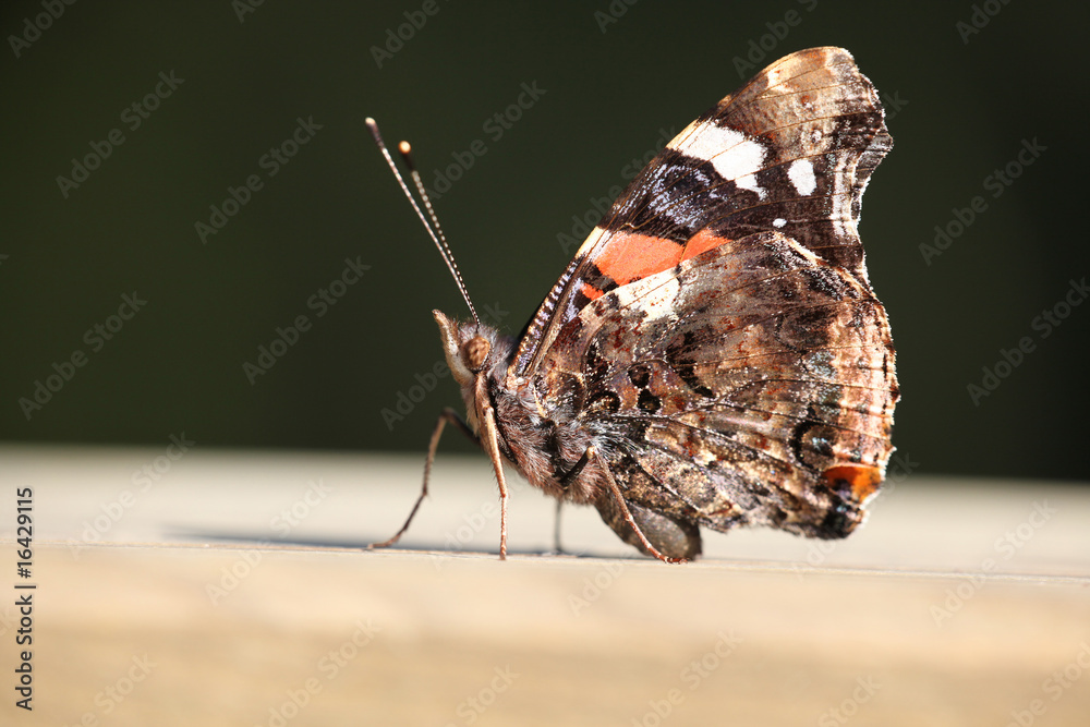 Obraz premium Vanessa atlanta - (Red Admiral)