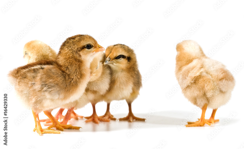 Fototapeta premium group of chicks on white background