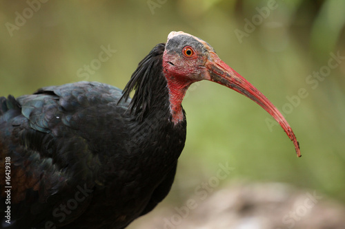 ibis chauve ,geronticus eremita