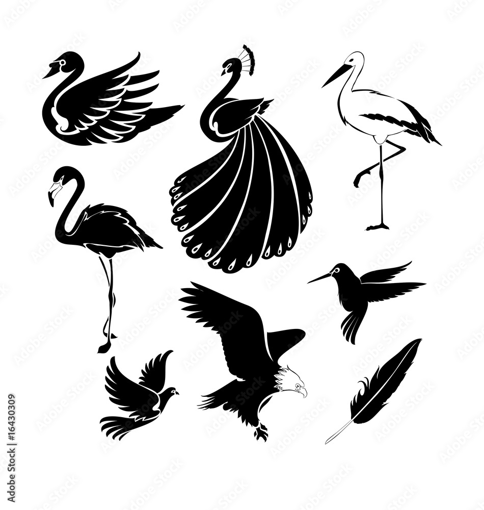 Naklejka premium Birds